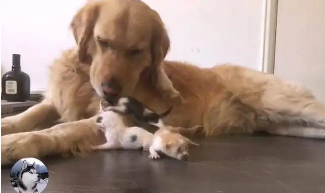 After losing a nest of dogs, he picked up a cat. Dog: I'm Mama Cat