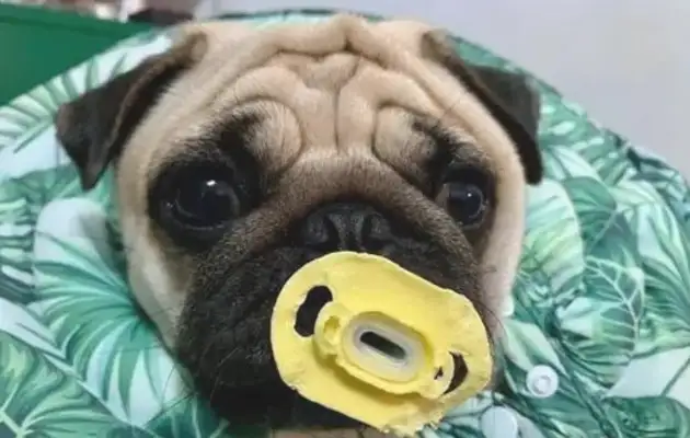 When the dog was put in a nipple, he was three years old and he didn't lose his milk