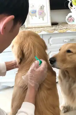 The master is careful to get the gold hair out of the worms, and the gold hairs are sitting on their feet, and the Internet: The dog is so relieved
