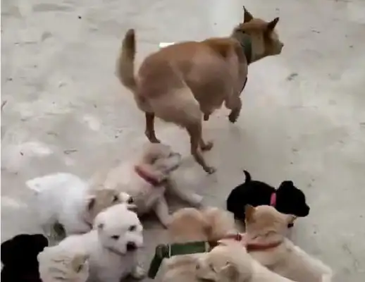 There's a bunch of dogs in the ground, and even the bitches are confused