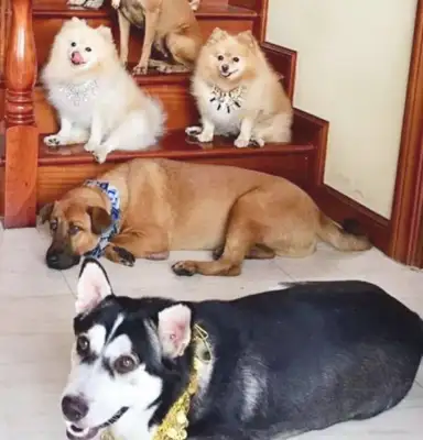 A stray dog looking for food in a garbage dump and being adopted by a rich man, he stepped on top of his life