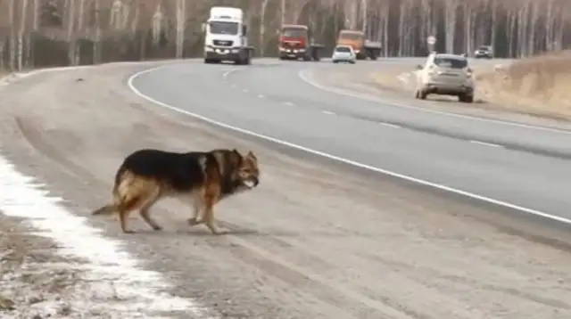 Waited for the master's dog for 11 years