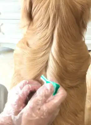 The master is careful to get the gold hair out of the worms, and the gold hairs are sitting on their feet, and the Internet: The dog is so relieved