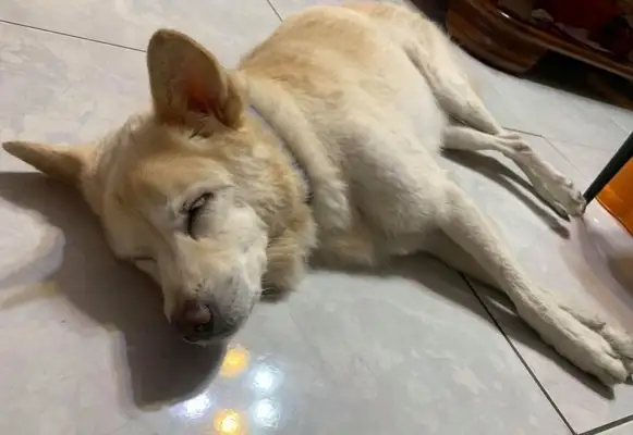 I can't hold you in seduction. 10-year-old dog sleeps strangely