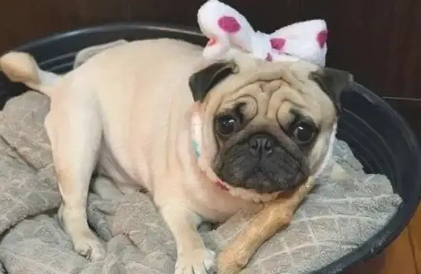 When the dog was put in a nipple, he was three years old and he didn't lose his milk