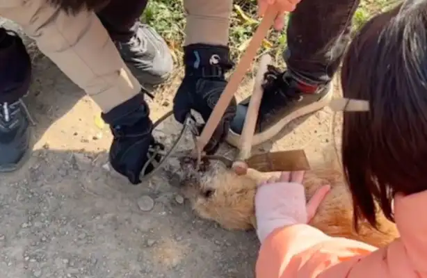 The dog's mouth has been caught by rats for more than two weeks, and the water's not almost gone