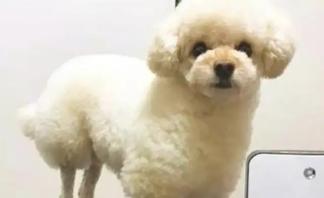 The master cut the dog's new look