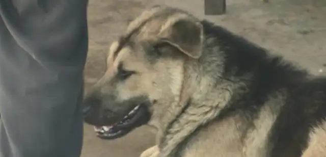 You're the one who let the dog live on the street without a rope. Say it