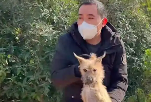 The dog's mouth has been caught by rats for more than two weeks, and the water's not almost gone