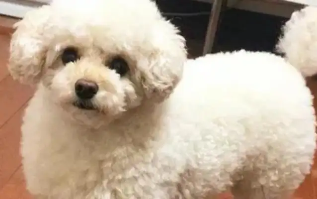 The master cut the dog's new look