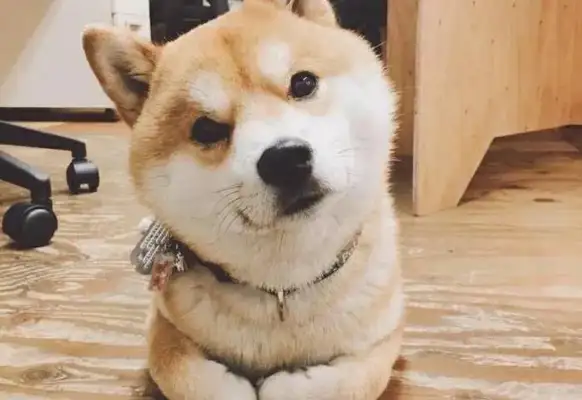 Watch out for dogs