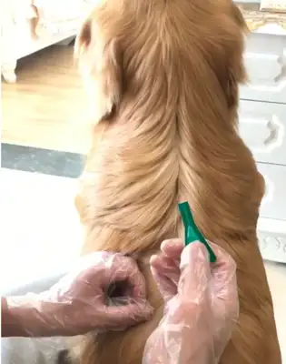 The master is careful to get the gold hair out of the worms, and the gold hairs are sitting on their feet, and the Internet: The dog is so relieved