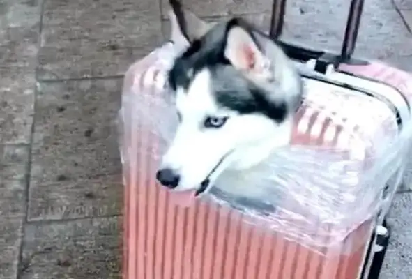 The girl pulled a dog's suitcase and thought it was set up. Eye