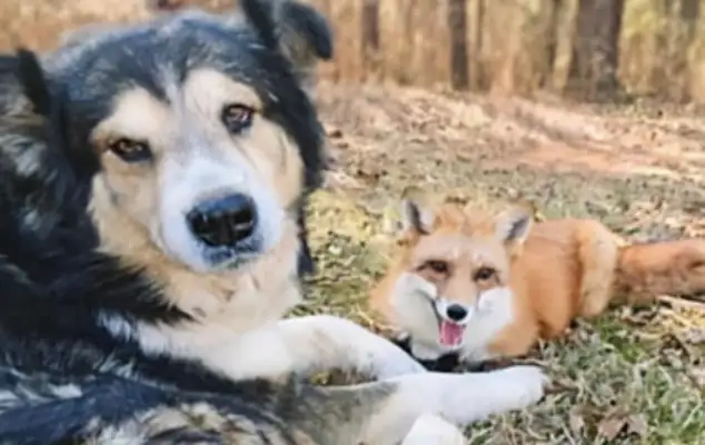 A woman raised a dog and a fox to save herself, and then the picture got lost