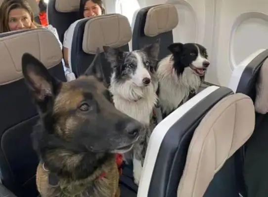 I met three dog passengers on the plane
