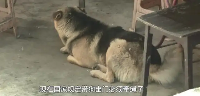 You're the one who let the dog live on the street without a rope. Say it