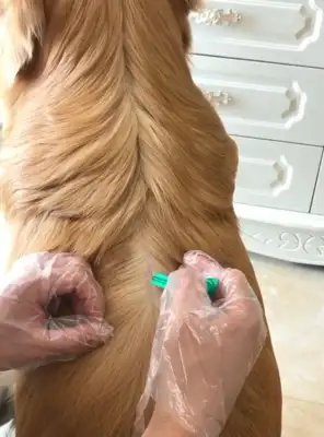 The master is careful to get the gold hair out of the worms, and the gold hairs are sitting on their feet, and the Internet: The dog is so relieved