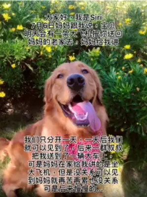 the red dog siri died, and hundreds of millions of people spoke for him, asking the shipping company to give a statement