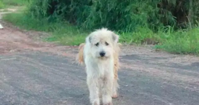The dog waited two years for the master to come back, but he wouldn't come back. Move