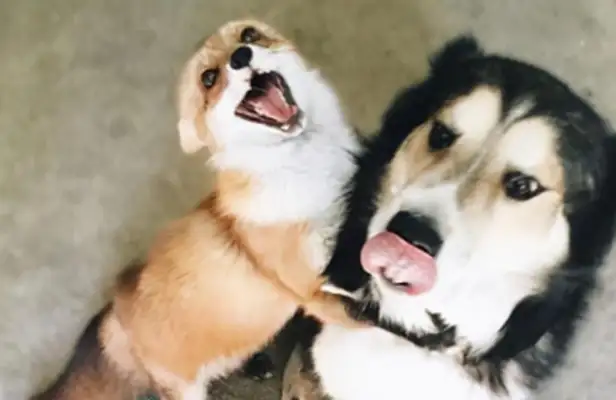 A woman raised a dog and a fox to save herself, and then the picture got lost