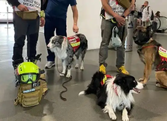 I met three dog passengers on the plane