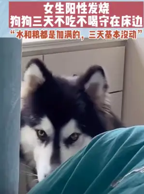 Girl-positive dogs don't eat no bedside for three days