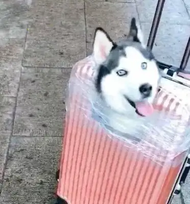 The girl pulled a dog's suitcase and thought it was set up. Eye