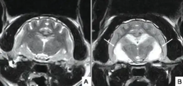 Understanding cat epilepsy: classification, diagnosis and treatment strategies