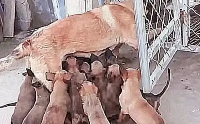 When the dog was pregnant, the owner wanted to sell it for money, and it was more severe