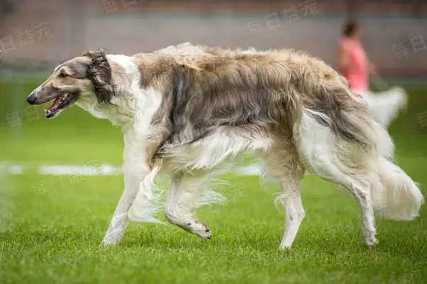 The master moved and left the dog behind, and the passers-by felt sorry for his adoption