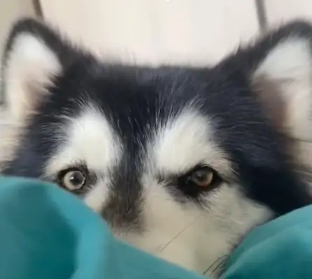 Girl-positive dogs don't eat no bedside for three days
