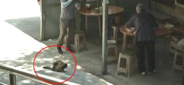 You're the one who let the dog live on the street without a rope. Say it