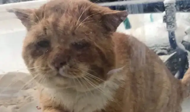 At minus 50 degrees, a large number of stray cats and dogs were frozen to death in the snow and were desperate to survive;
