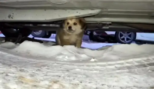 30 degrees below, a stray dog under the car for warmth