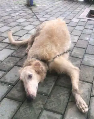 The master moved and left the dog behind, and the passers-by felt sorry for his adoption