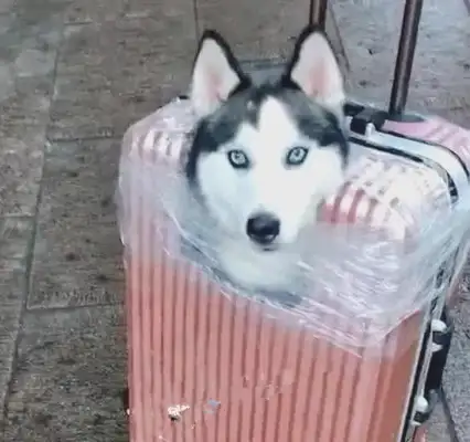 The girl pulled a dog's suitcase and thought it was set up. Eye