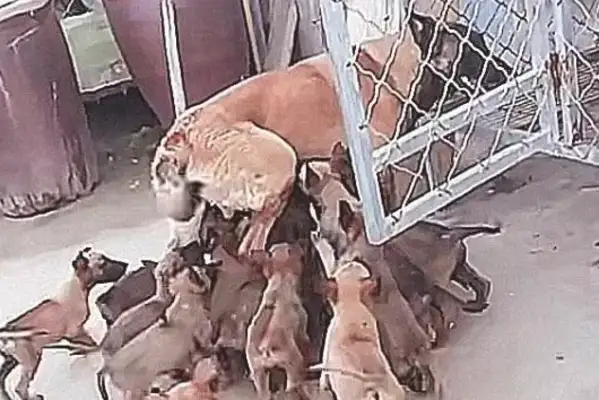 When the dog was pregnant, the owner wanted to sell it for money, and it was more severe