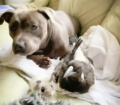 The master saves a chick from home and the dog gives milk: What's wrong with a dog