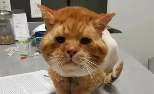 At minus 50 degrees, a large number of stray cats and dogs were frozen to death in the snow and were desperate to survive;