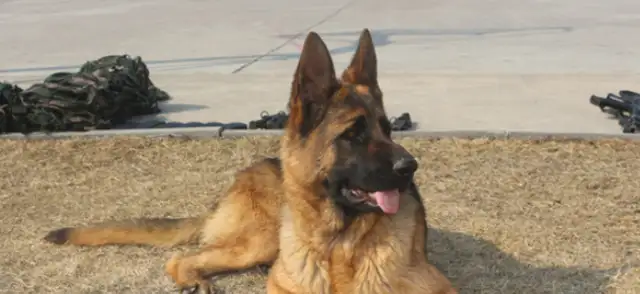 The dogs show up, we can make you cry