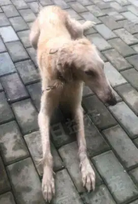 The master moved and left the dog behind, and the passers-by felt sorry for his adoption