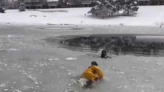 The dog crashes in an ice lake and can't move. Firefighters save the dog in 10 seconds: Watch out for the dog