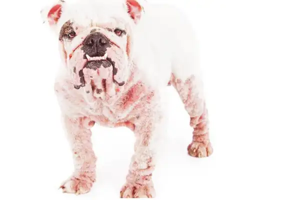 After the dog's skin disease, can you take any medication? I don't think it's that simple