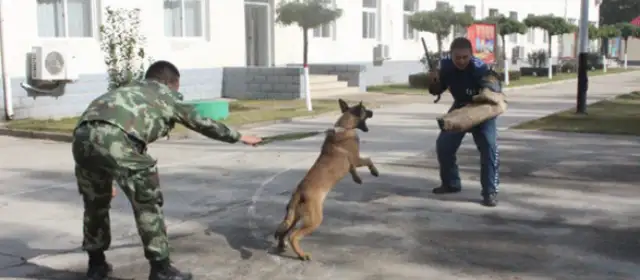 The dogs show up, we can make you cry