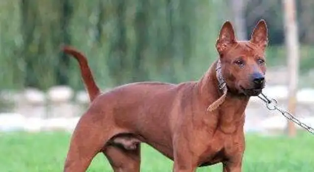 An Australian hound was killed to save a kitten