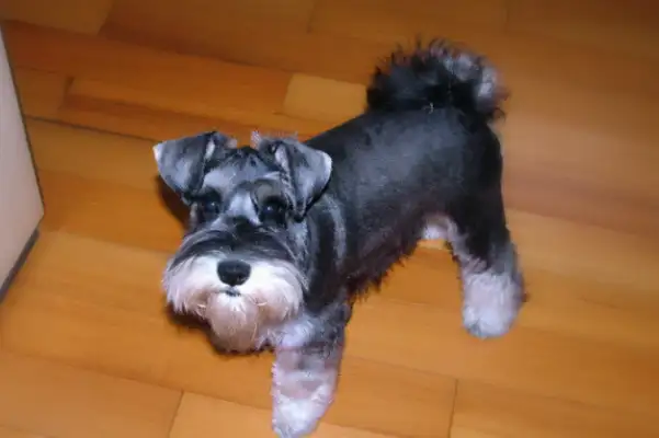 It's a dog trick again