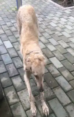 The master moved and left the dog behind, and the passers-by felt sorry for his adoption