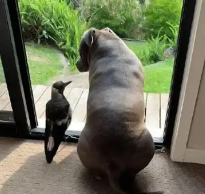The master saves a chick from home and the dog gives milk: What's wrong with a dog