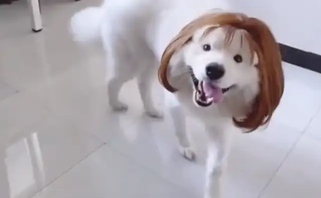 The master wears a wig on the dog, and it looks like it's all right