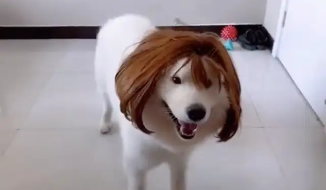 The master wears a wig on the dog, and it looks like it's all right